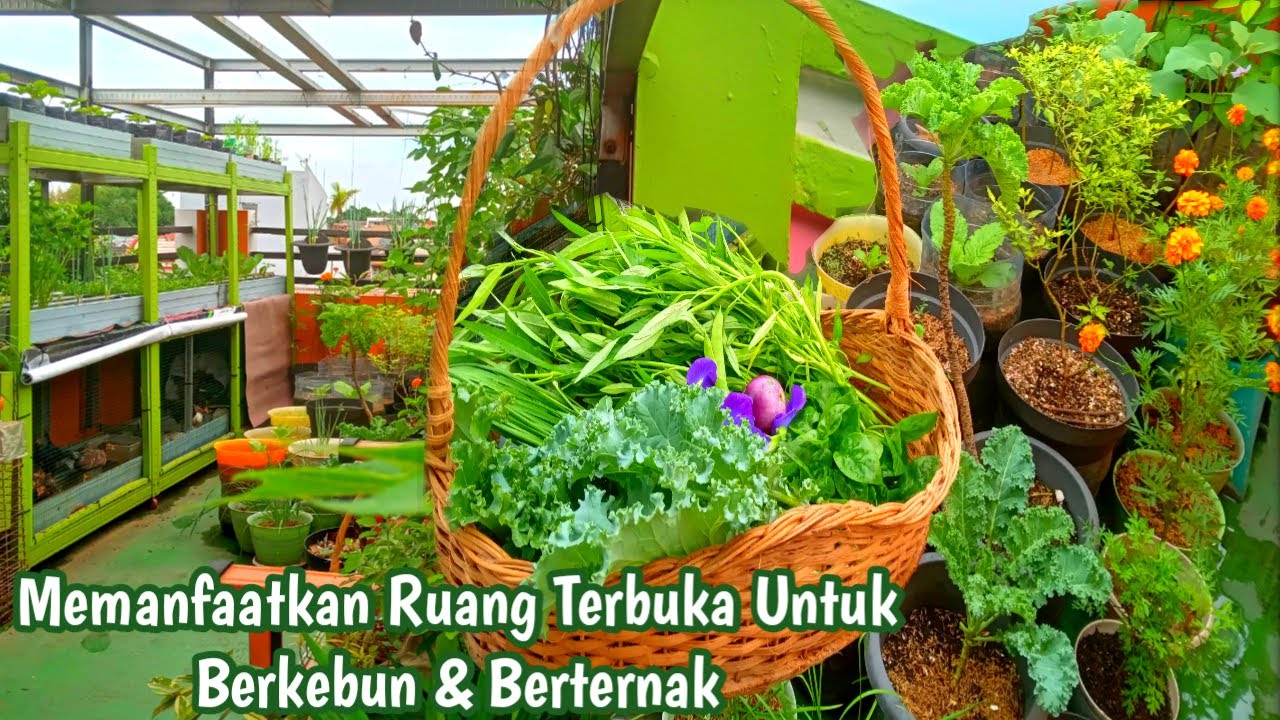 Memanfaatkan Ruang Terbuka Untuk Berkebun Sayuran || Kebun Atap ...