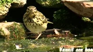 Vogel Gespot, Boompieper.Veluwe