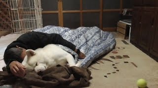 【秋田犬ゆうき】暖かい布団で人間のように眠る犬の横で寝る犬のような飼い主【akita dog】