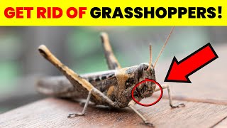 How To Get Rid Of Grasshoppers In Garden Naturally (Amazing Tips!)