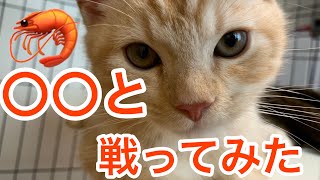 【宿敵】子猫が蹴りぐるみのエビと戦ってみた【スコティッシュフォールド】