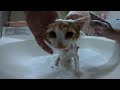 【保護子猫】初めてシャンプーされる子猫の様子がこちら。 protection kitten kitten being shampooed for the first time