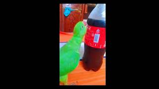 কোকো পাখি 🦜Coca-Cola খাবে😍😂🤣#funnyparrotvideo #parrotshorts #cutepet