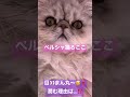 【子猫】 生後177日 瞳が潤む理由とは…？！衝撃のﾆｬﾝ…☆ ペルシャ猫ろここ ねこ 猫 cat shorts ろここ ろここダイアリー 猫好きさんと繋がりたい