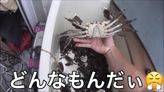 【乱獲注意】高級食材モクズカニ　隊長が本気でやるとこんだけ獲れます