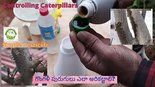 గొంగళీ పురుగులు ఎలా అరికట్టాలి? | Controlling Caterpillars | Best Pesticide