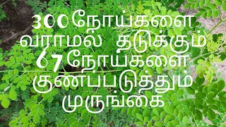 300நோய்களை வராமல் தடுக்கும், 67நோய்களை குணப்படுத்தும் முருங்கை.