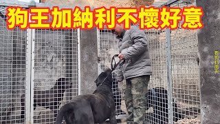 带加纳利犬闪电出笼认父，狗王父亲不怀好意，父子亲情不复存在