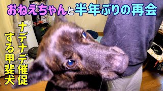 お姉ちゃんが、おうちに帰ってきた。-　甲斐犬いち