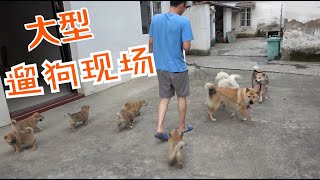 中华田园犬奶狗的第一次户外之旅，还没开始就结束了，一群小怂包