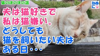 377【猫のほのぼの話】夫は猫好きで私は猫嫌い。どうしても猫を飼いたい夫はある日・・・