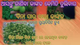 ବିନା ସାର ବାଲା କାଙ୍କଢ ଖାଇଲେ କେତେ ସୁୟାଦିଷ୍ଟ ହୁଏ ଆସନ୍ତୁ ଜାଣିବା