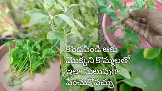 how to grow Kondapindi aaku plant from cuttings in telugu/ kondapindi aaku propagation#kondapindaku