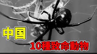 盤點生活在中國的10種致命動物，有的竟攜帶著數千種病毒，最危險的就在我們身邊【黑土日記】