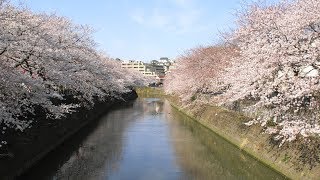 弘明寺・大岡川の桜