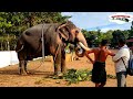 മധുരപ്പുറം കണ്ണനും മാമ്പിയും തുറവൂരിൽ latest mambi sarath video elephant and mahout kannan u0026 mambi