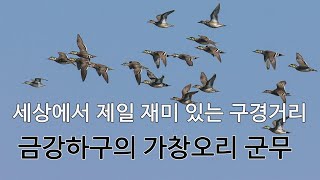 세상에서 가장 재미 있는 구경거리, 금강하구의 가창오리 군무