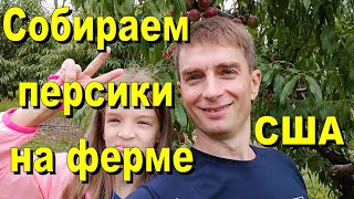 США. Собираем персики и нектарины на ферме. Кормим животных на этой ферме.