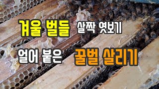 겨울 벌들 상태를 살짝 봤어요.얼어붙은 벌을 손으로 감싸주면 살아요.