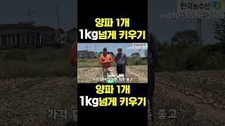 [한국농수산TV] 양파1개 1kg 넘게 키우는 법 #양파#농사