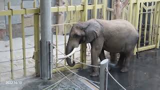 2022.10.10 アフリカゾウ Temboのトレーニング②２階から（シェーンブルン動物園）