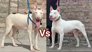 All Kinds of Dogs With price and Mobile number | Pure Kohati gultair | Bully Dog | German shepherd