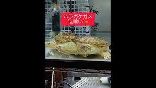 Englishsubscribeカード悪用されました⤵️肉喰いハラガケガメ🍖Credit card was abused. .. Meat-loving Narrow-bridged turtle.