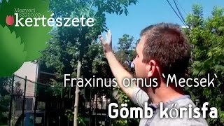 Gömbkoronájú díszfák:  Fraxinus ornus 'Mecsek' - Gömb kőris fa rendelés