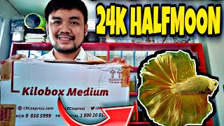 Unboxing Gold Halfmoon Betta Fish | 24K Halfmoon Betta Fish