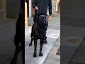 Cane Corso guardian dog 🔥 | #shorts