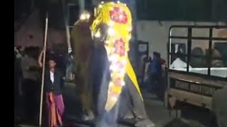 Let's take a look at the elephant dances අලි නැටුම් ටිකක් බලමුද