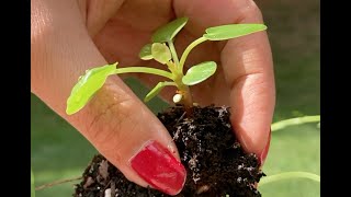 Propagating Pilea Peperomioides | 镜面草扦插