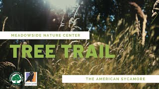 Stop 3 - The American Sycamore: The Ghost Tree (Meadowside Nature Center's Tree Trail)