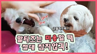 [🐶모찌모찌롱] 악마견/지랄견ㅋ 미용시키기  /강아지미용 /강아지입질 /말티즈키우기 / 말티즈는참지않긔 / 강아지교육 / 강아지목욕