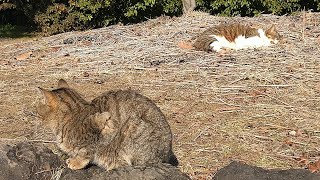 群馬県の地域猫の日向ぼっこ(昼寝) 今年最後のショート風動画