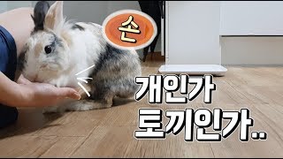 손 훈련 가능한 토끼 봤어요??  [토끼 키우기, うさぎ, rabbit, 토끼 훈련]