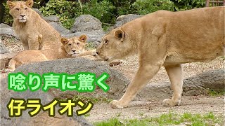 突然吠えるライオン　おびえる？仔ライオン【とべ動物園】Lion Tobe Zoo