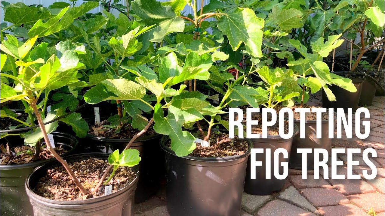 The BEST TIPS For Repotting Fig Trees | Planting A Fig Tree In A Pot ...