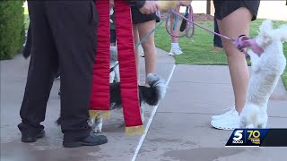 Blessing of the pets