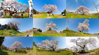 [ 8K 3D VR180 ] 福島の一本桜 Beautiful lone cherry tree in Fukushima,Japan