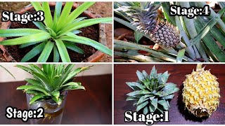 കൈതച്ചക്ക എളുപ്പത്തിൽ  വളർത്താം||How to Grow Pineapple at Home| Fast and Easy Way to Grow Pineapple