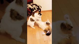 甘えんぼ猫と私の日常 ～ジョゼ＆ぺっぺ編～ #きょうだい猫 #猫の日常 #猫動画 #ぬこ #じゃれ合い