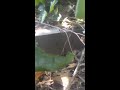 a journey thru the wild broad head skink lizard