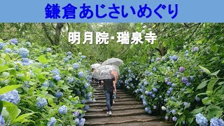 Kamakura Hydrangea Tour June 2023 \