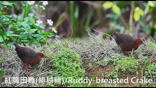 紅胸田雞(緋秧雞)/Ruddy-breasted Crake