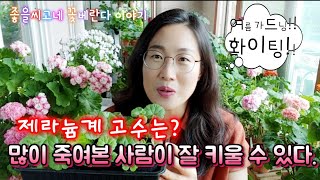 제라늄(Pelargonium)고수? 여름을 대하는 마음 갖음! (자막있음)