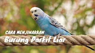 Cara Menjinakkan Burung Parkit Liar, Jinak Gak Yach...!?