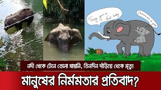 বিস্ফোরক ভর্তি আনারসে অন্তঃসত্ত্বা হাতির মৃত্যু, শেষ সময়েও নেয়নি মানুষের সাহায্য | Kerala Elephant