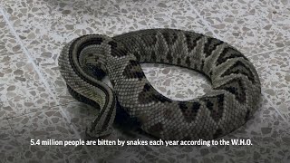 Watch the moment snake poison is turned into antivenom