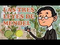 LAS TRES LEYES DE MENDEL (en castellano) | Aida Zurine